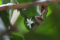 Coffea liberica